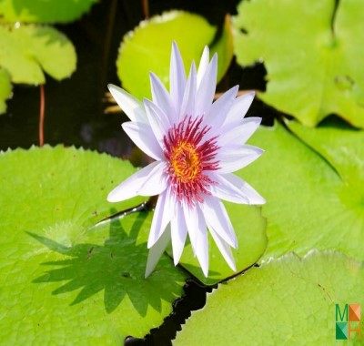 Tranh dán tường - hoa súng FW - 231